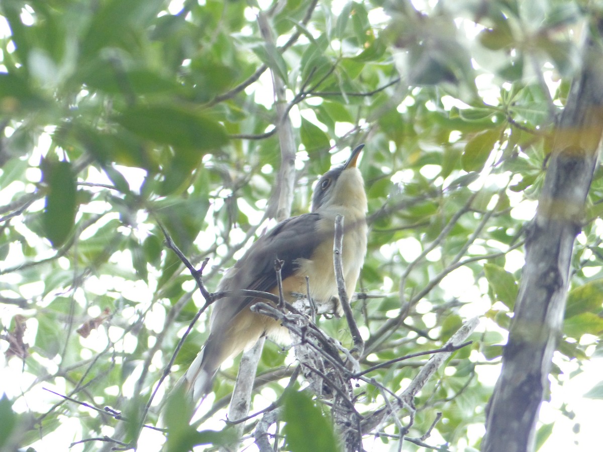 Mangrove Cuckoo - ML35611801