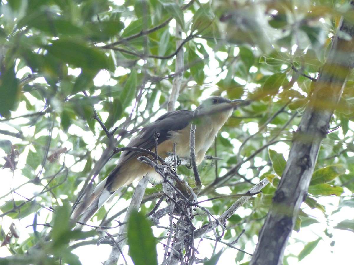 Mangrove Cuckoo - ML35611831