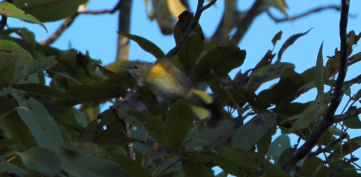 American Redstart - Gary Leavens