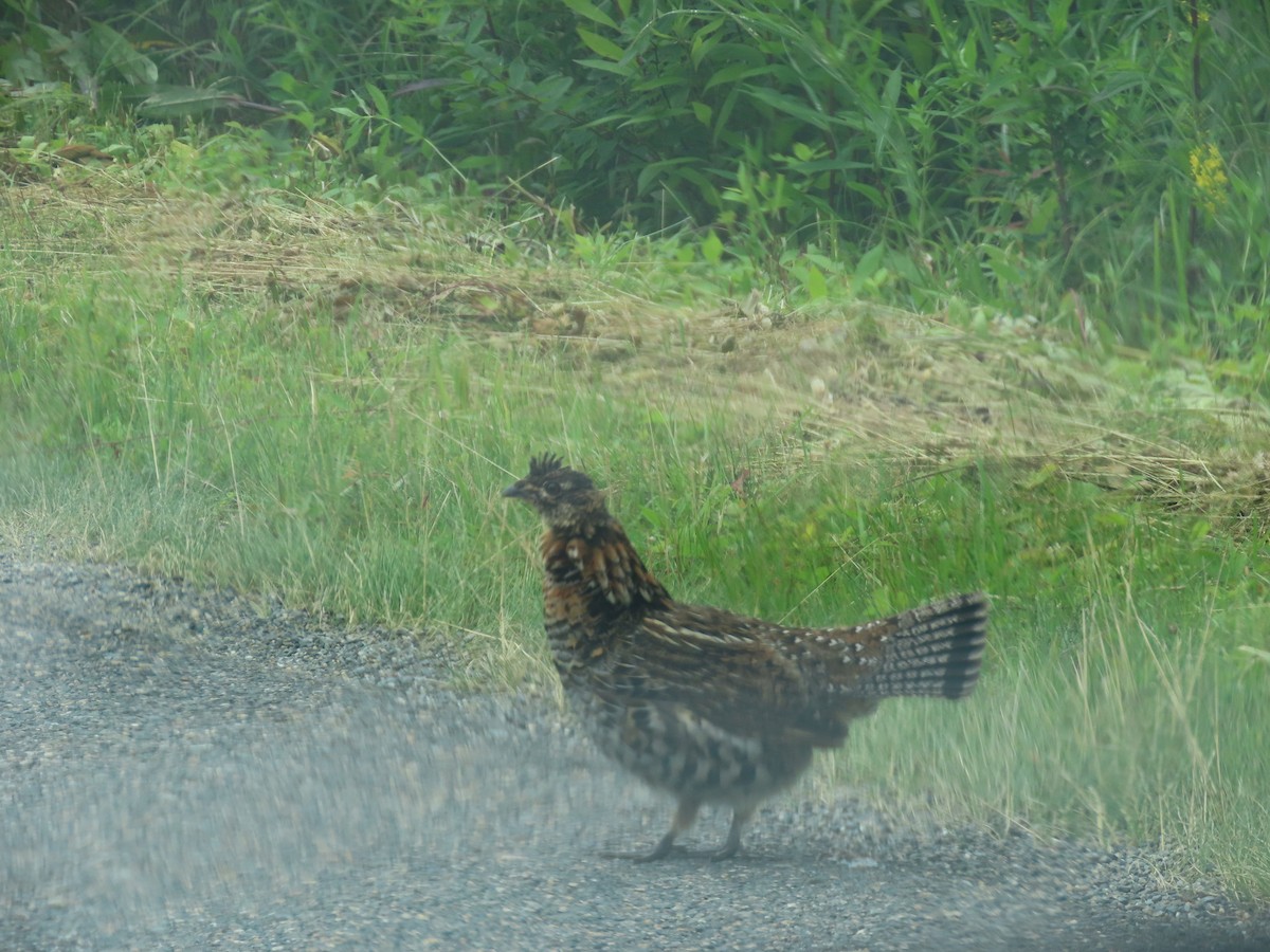 Ruffed Grouse - ML356118951