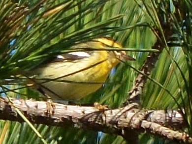 Blackburnian Warbler - ML35611971