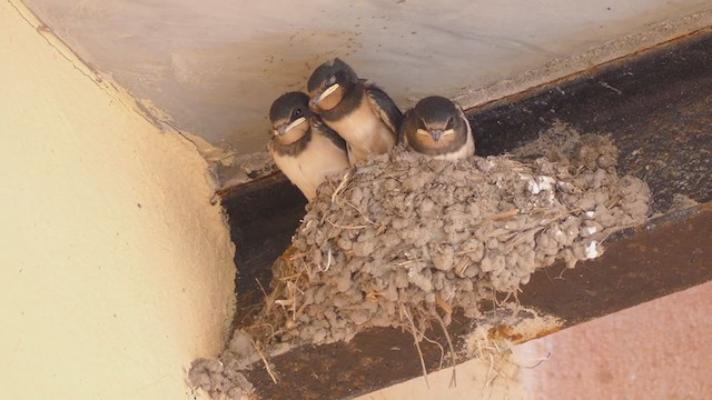 Barn Swallow - ML356120881