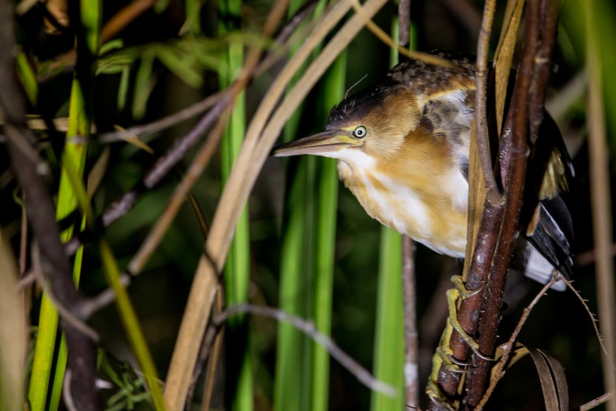 Least Bittern - ML356121271