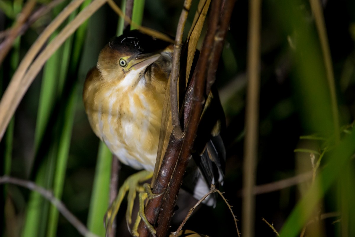 Least Bittern - ML356121291