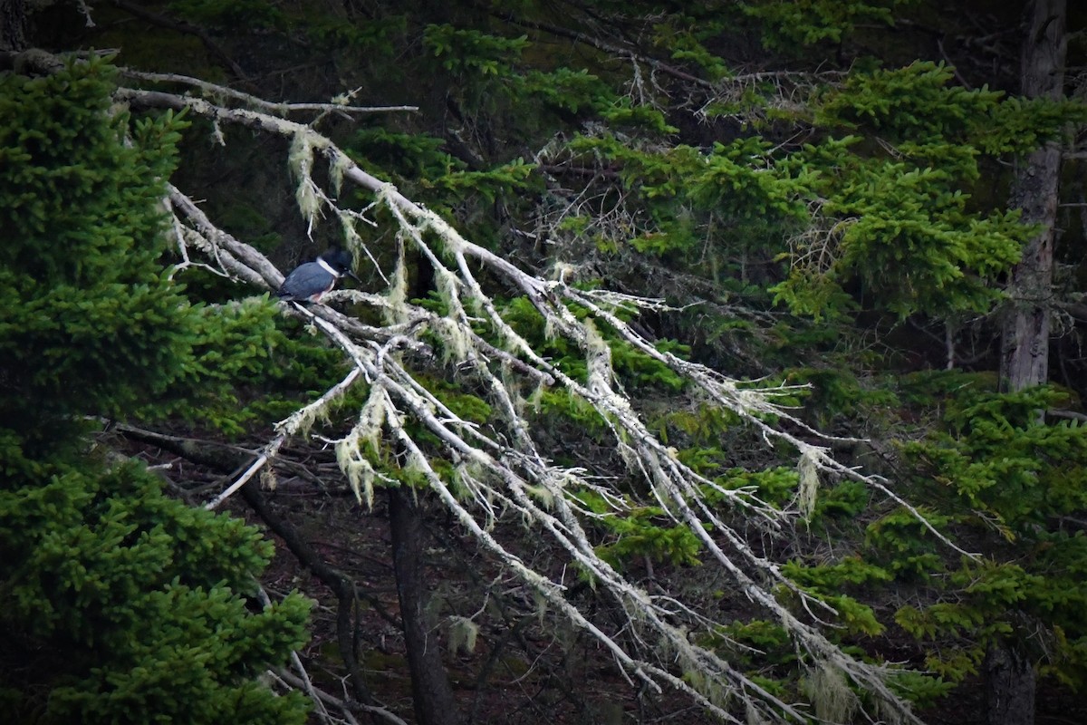 Belted Kingfisher - ML356121731