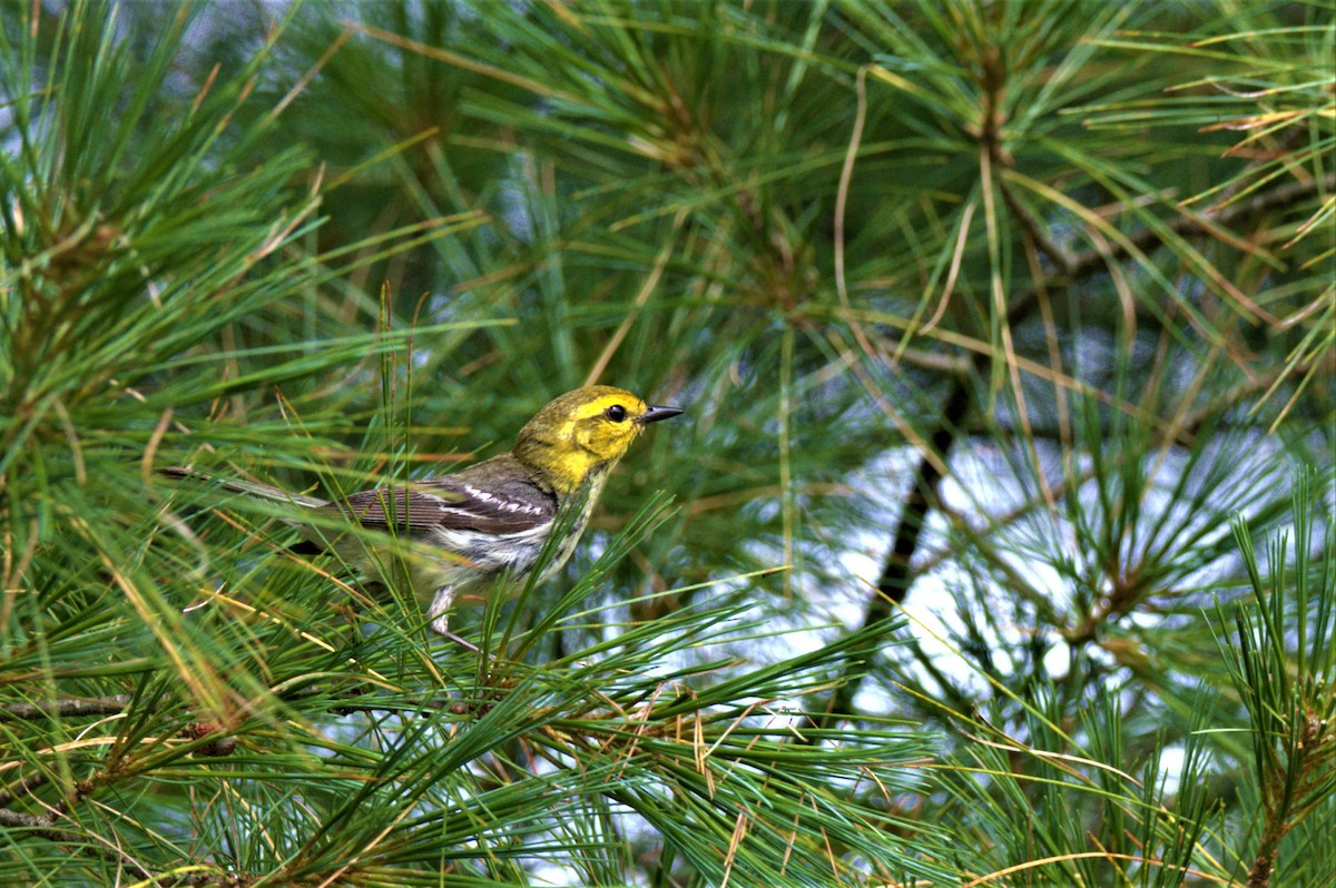 Black-throated Green Warbler - ML356122531