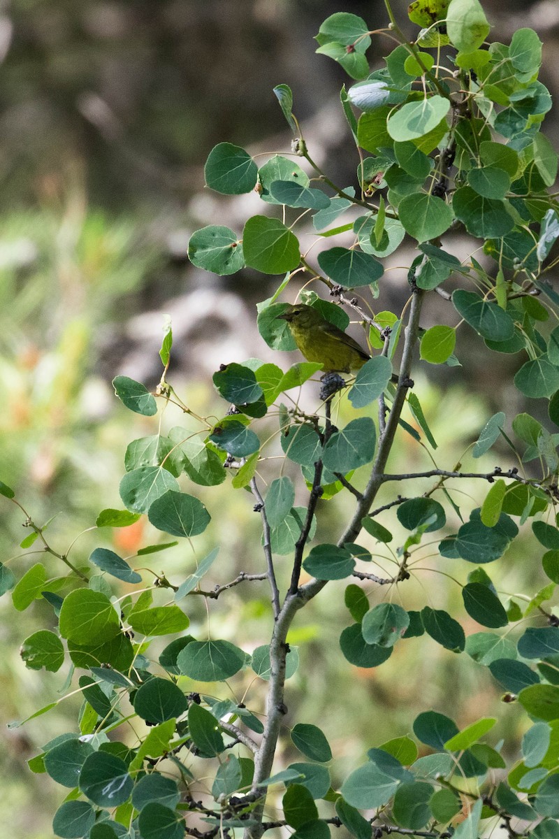 Orange-crowned Warbler (orestera) - ML356124771