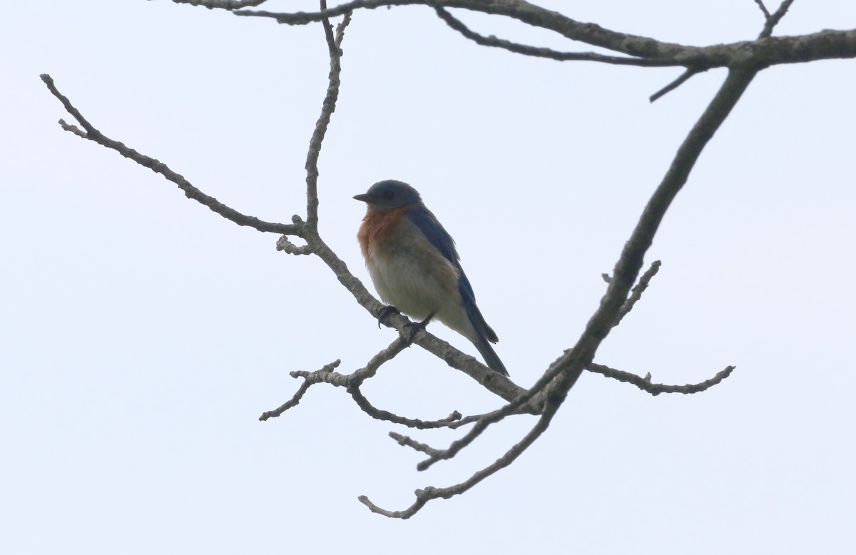 Eastern Bluebird - ML356126781