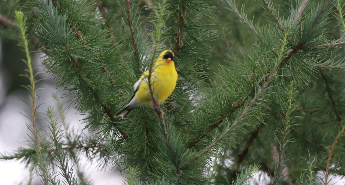 American Goldfinch - Mike Mencotti