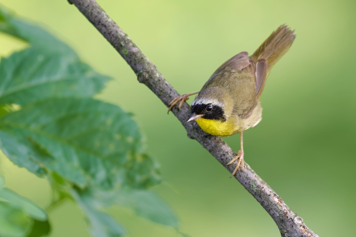 Common Yellowthroat - ML356126801