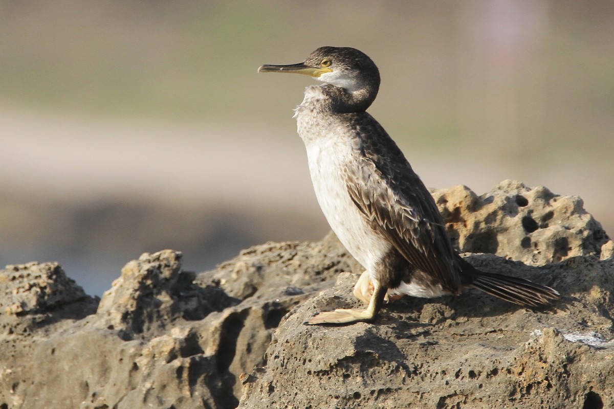 European Shag - ML356128471