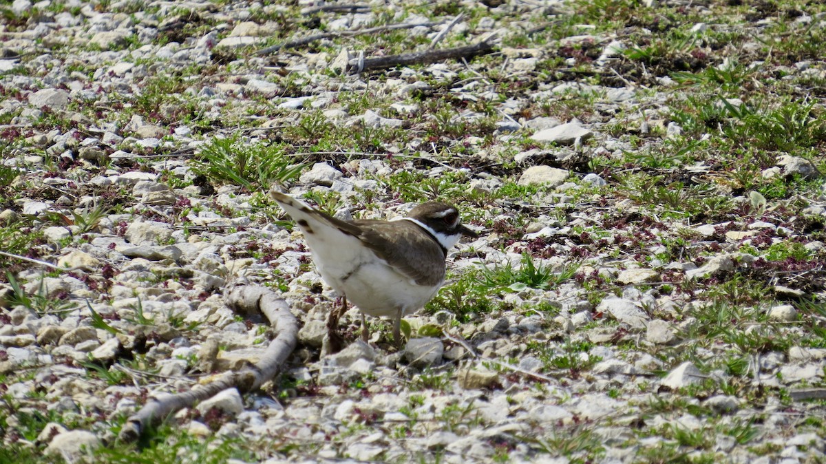 Killdeer - ML356128551