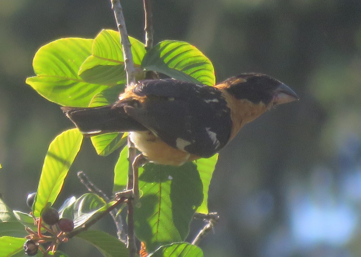 Black-headed Grosbeak - ML356128591