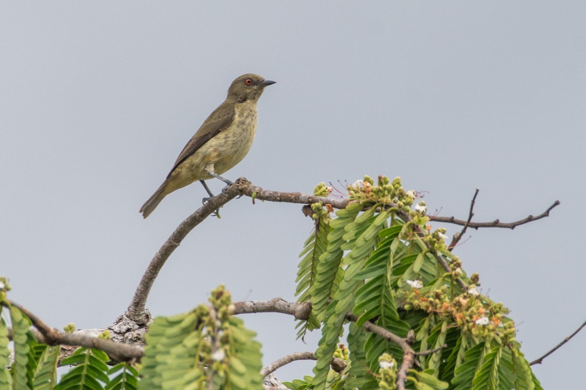 Yellow-bellied Dacnis - ML356128981