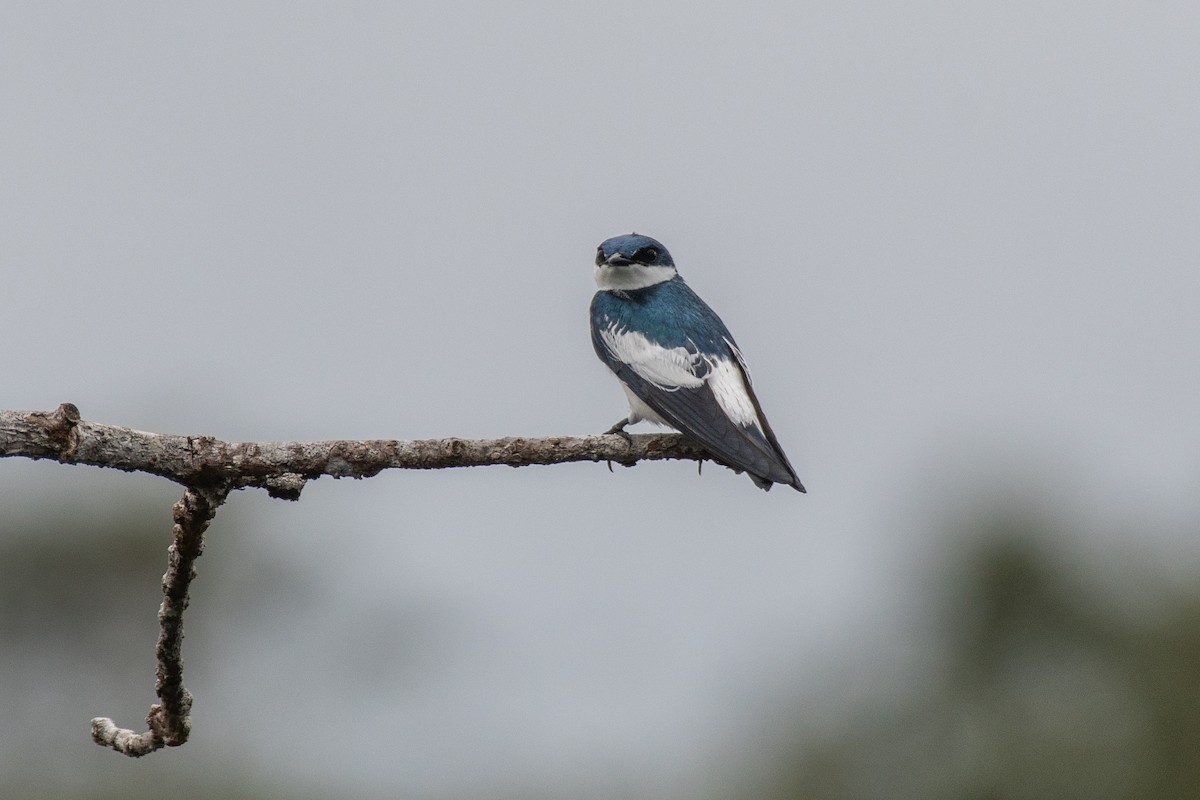White-winged Swallow - ML356129051