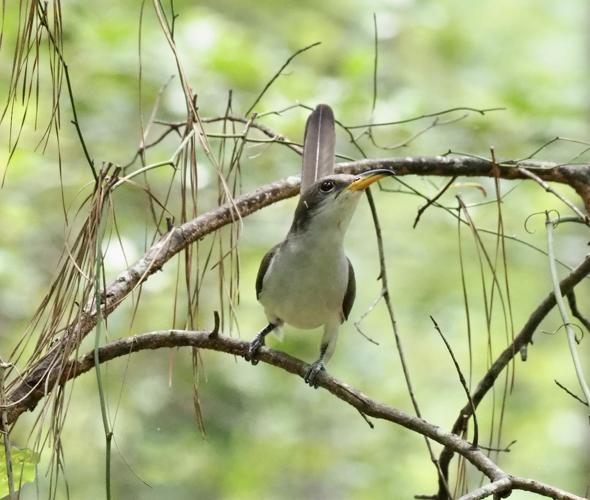 Yellow-billed Cuckoo - ML356129071