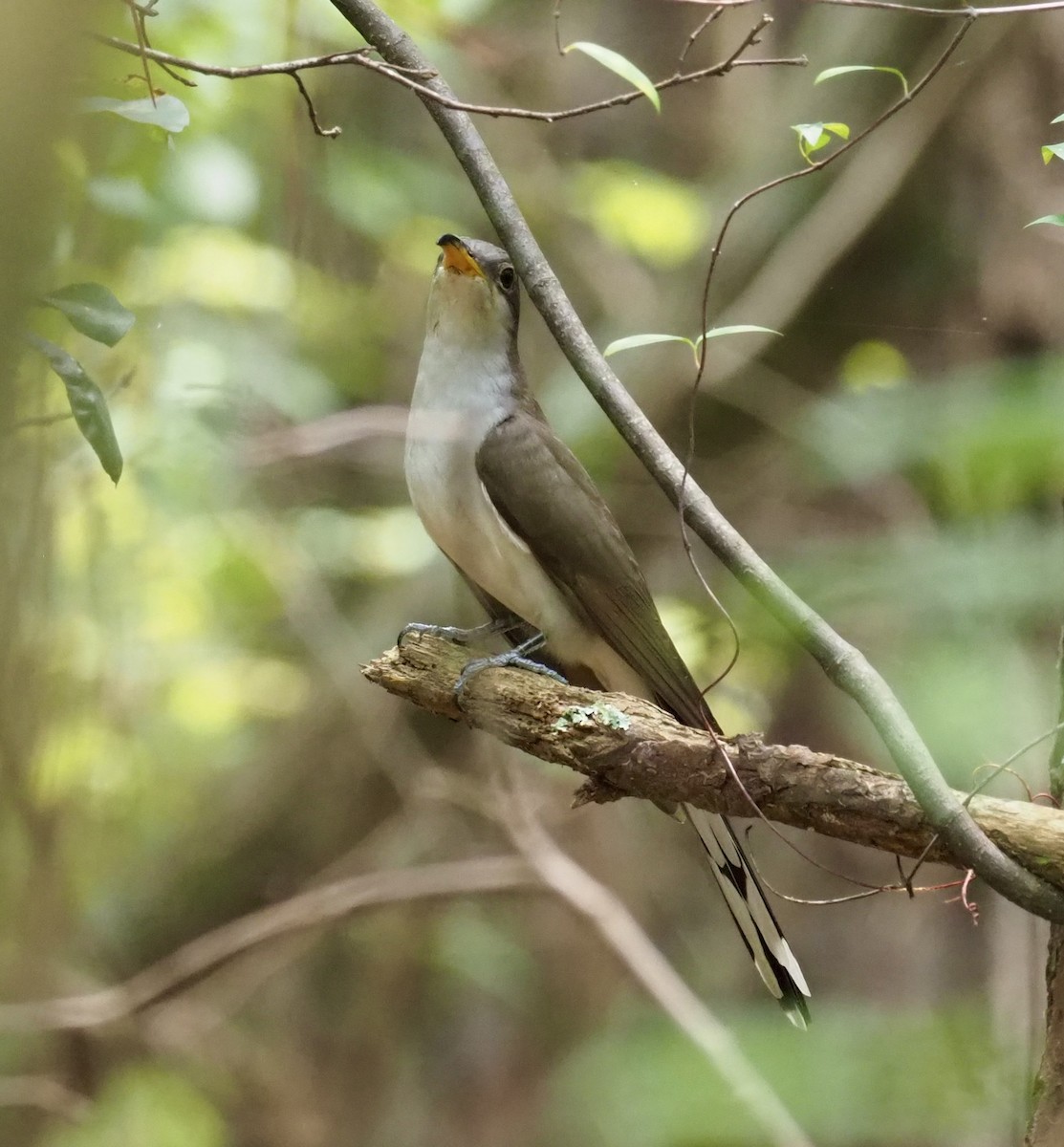 Yellow-billed Cuckoo - ML356129081