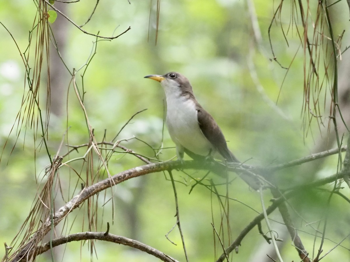 Yellow-billed Cuckoo - ML356129101