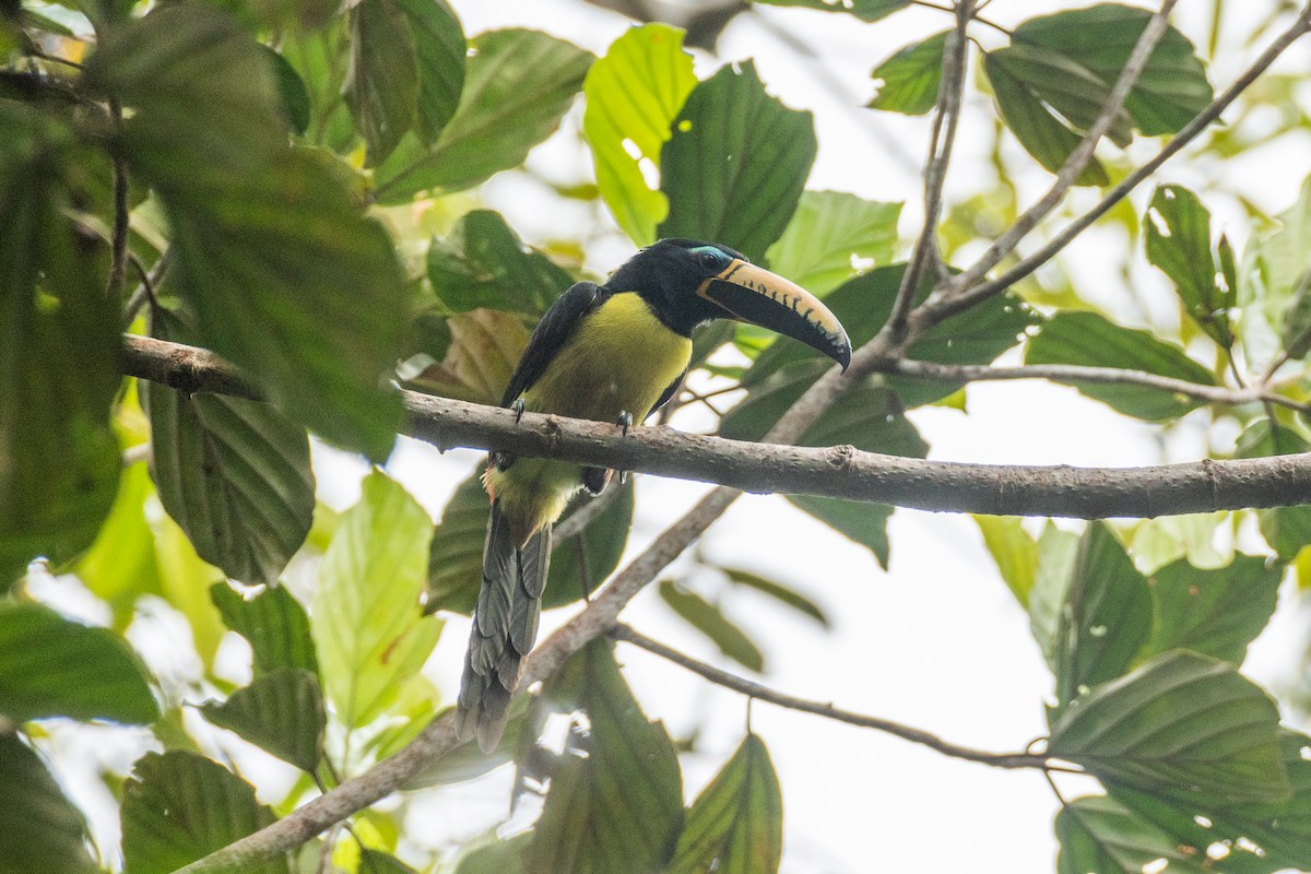 Lettered Aracari (Humboldt's) - ML356131901