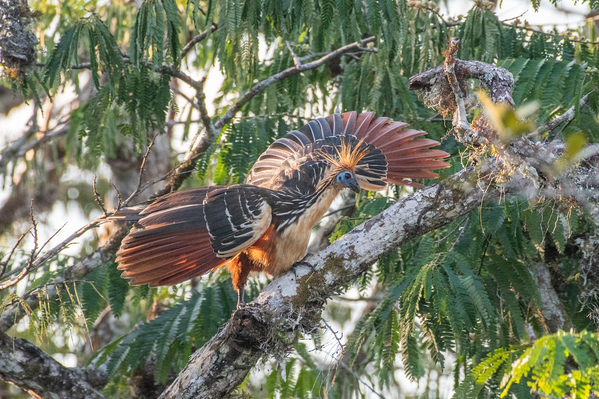 Hoatzin - ML356132441