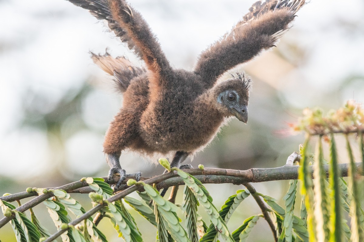 Hoatzin - ML356132461