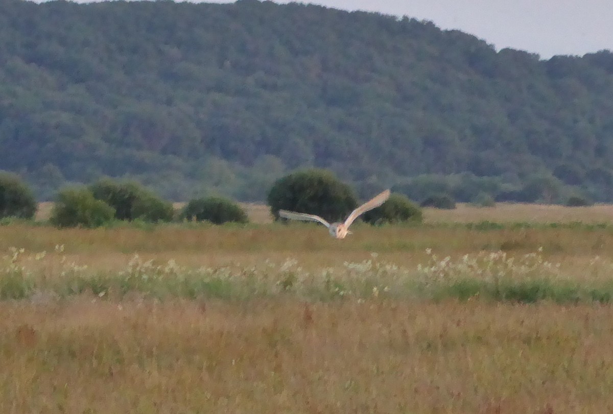 ニシメンフクロウ - ML356132481