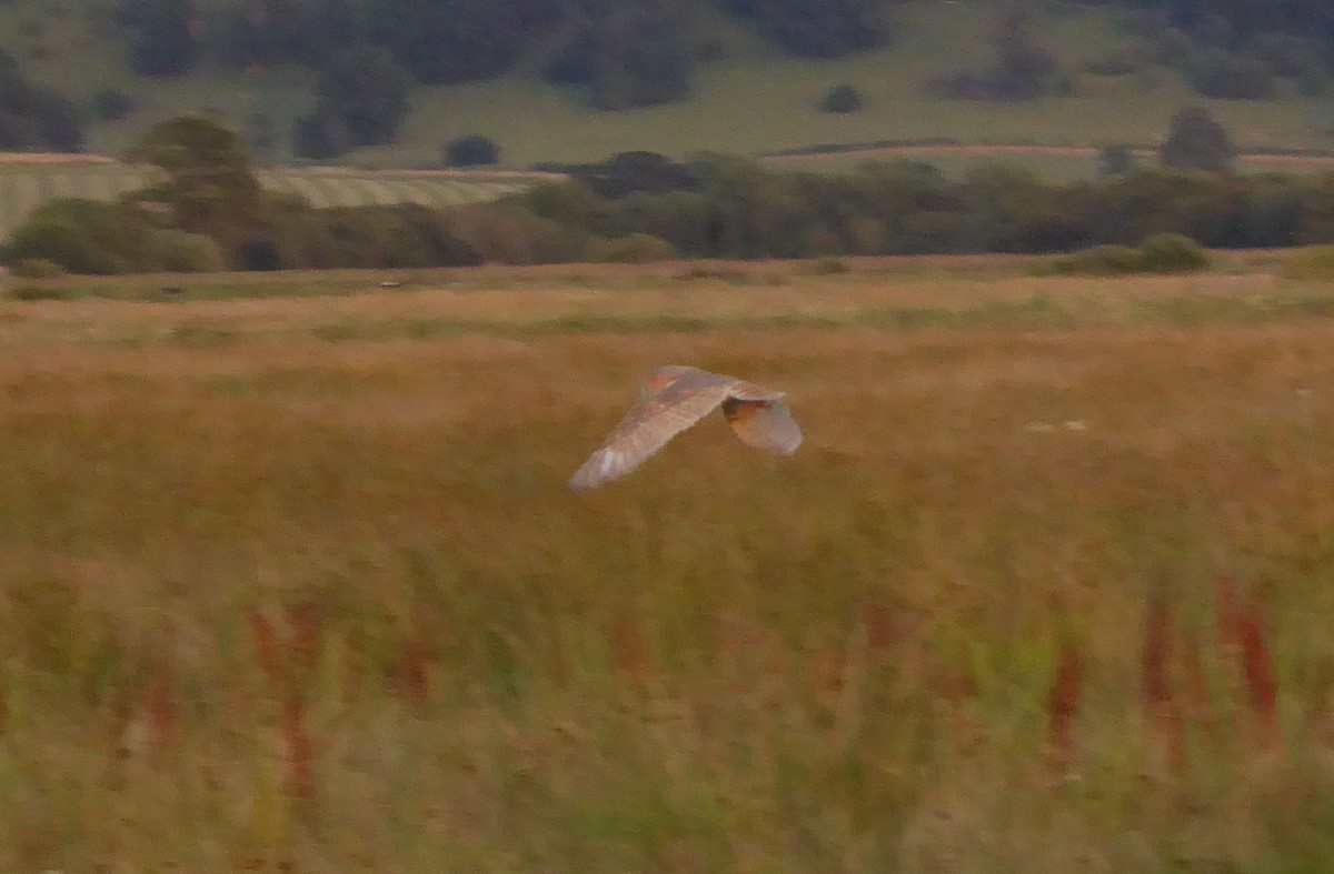 ニシメンフクロウ - ML356132491