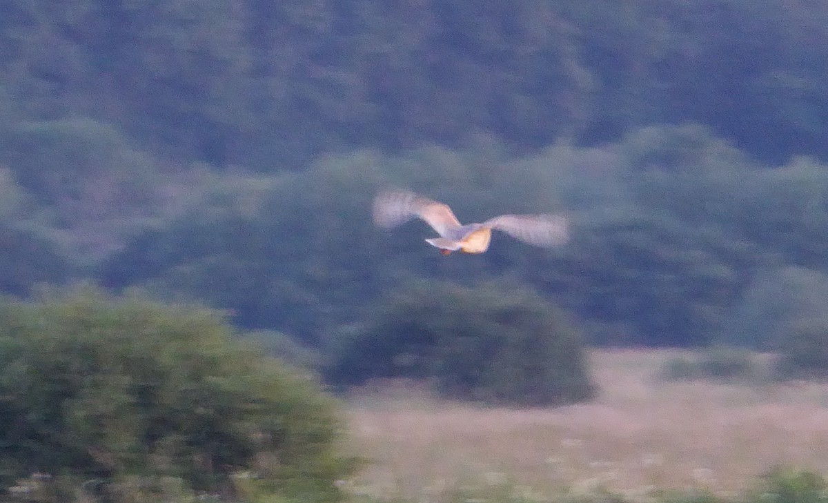 ニシメンフクロウ - ML356132501