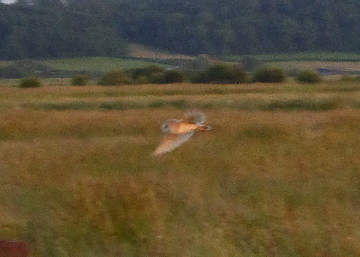 ニシメンフクロウ - ML356132521