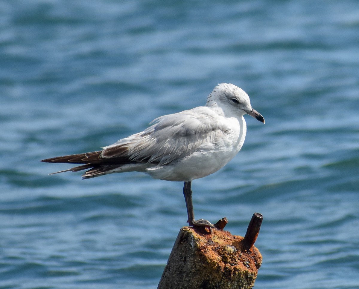 Laughing x Ring-billed Gull (hybrid) - ML356132551