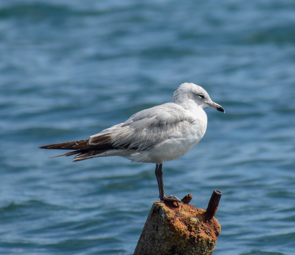 Laughing x Ring-billed Gull (hybrid) - ML356132561