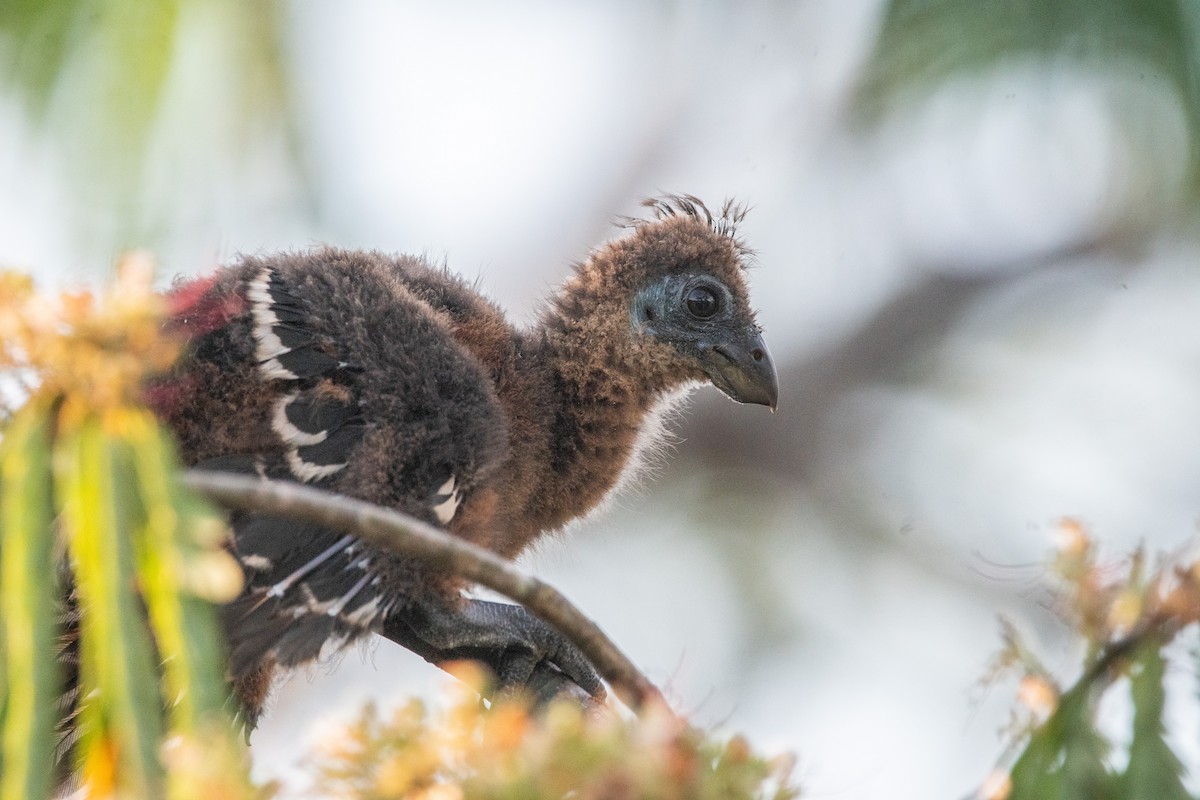 Hoatzin - ML356132581