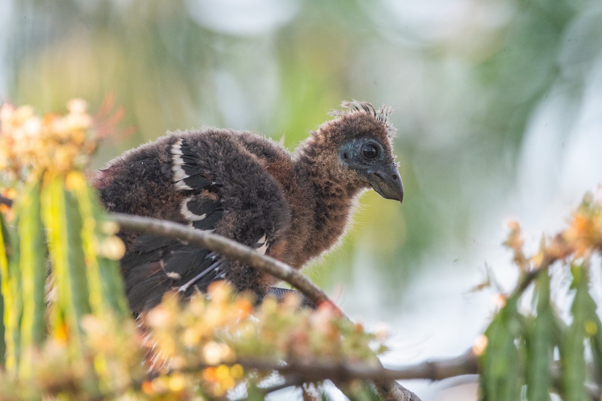 Hoatzin - ML356132621