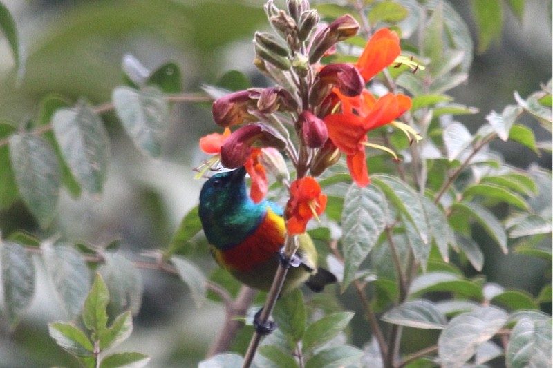 Moreau's Sunbird - ML356133221