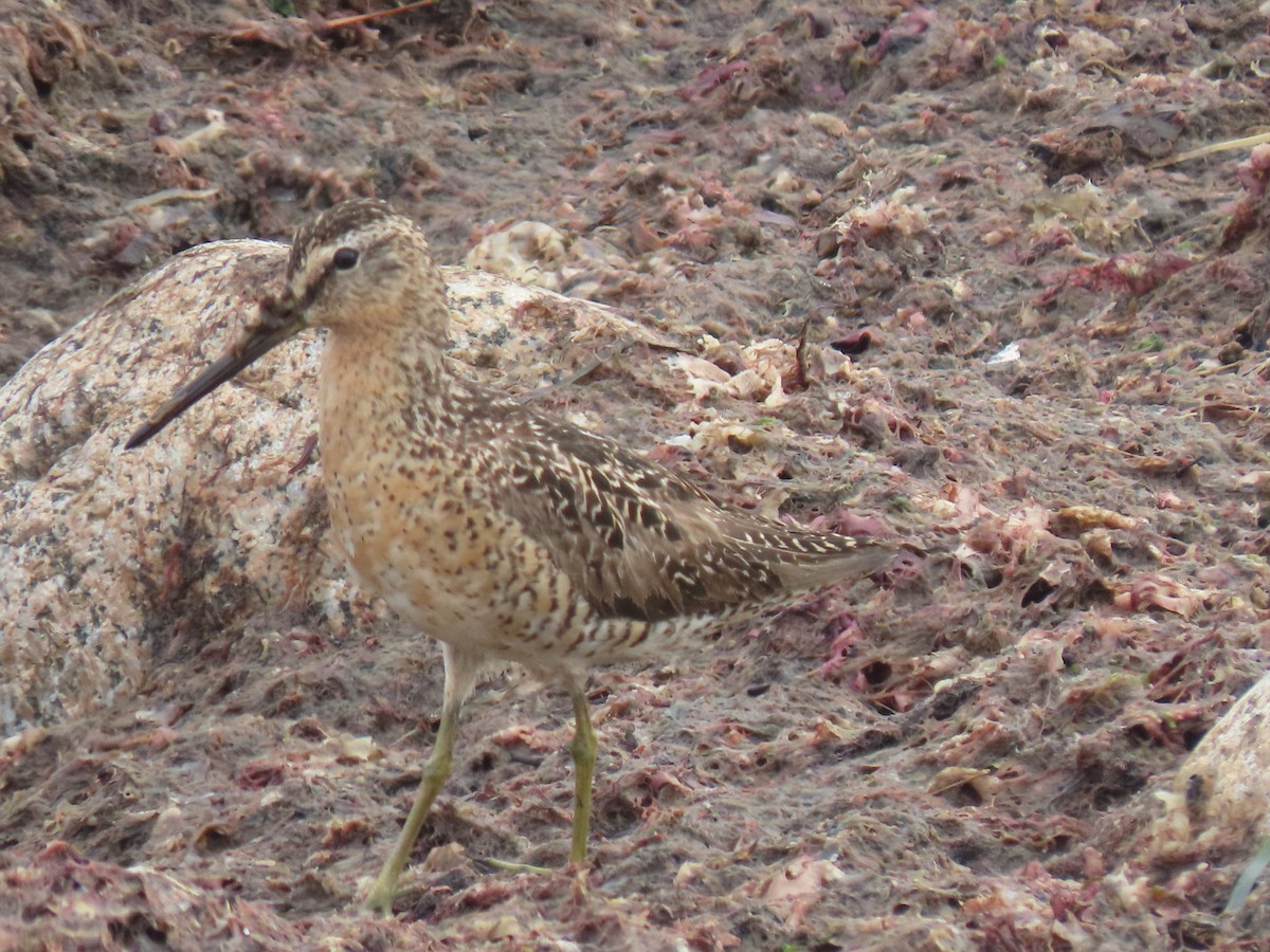 kortnebbekkasinsnipe - ML356133261