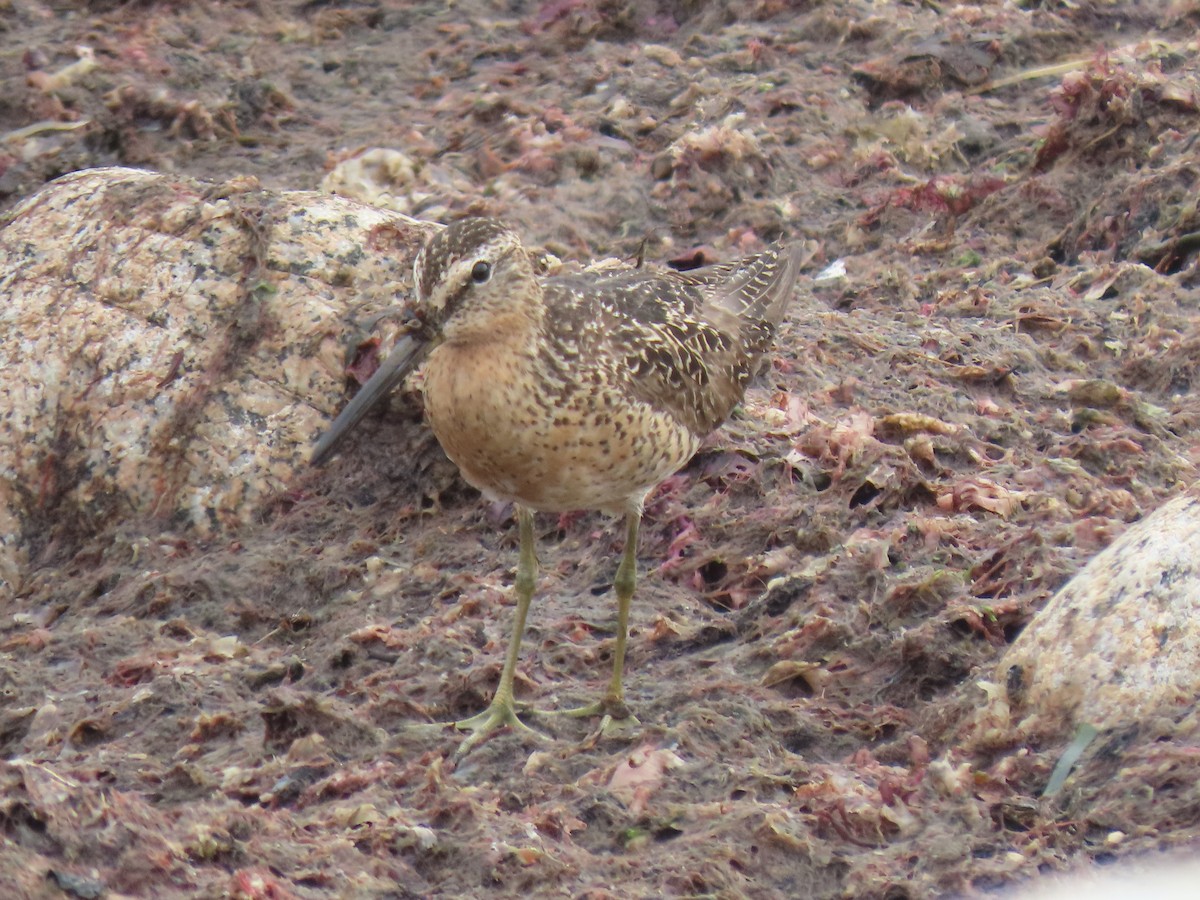 kortnebbekkasinsnipe - ML356133271