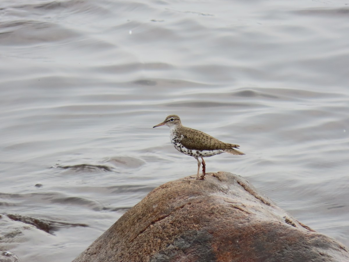 Spotted Sandpiper - ML356133331