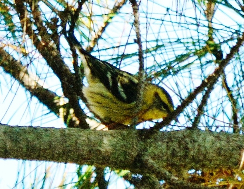 Blackburnian Warbler - ML35613341