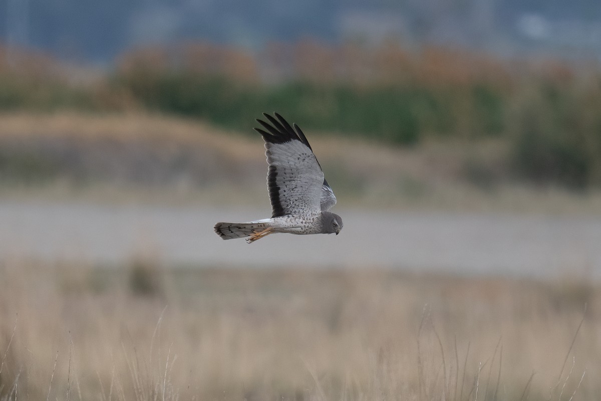 Northern Harrier - ML356133571