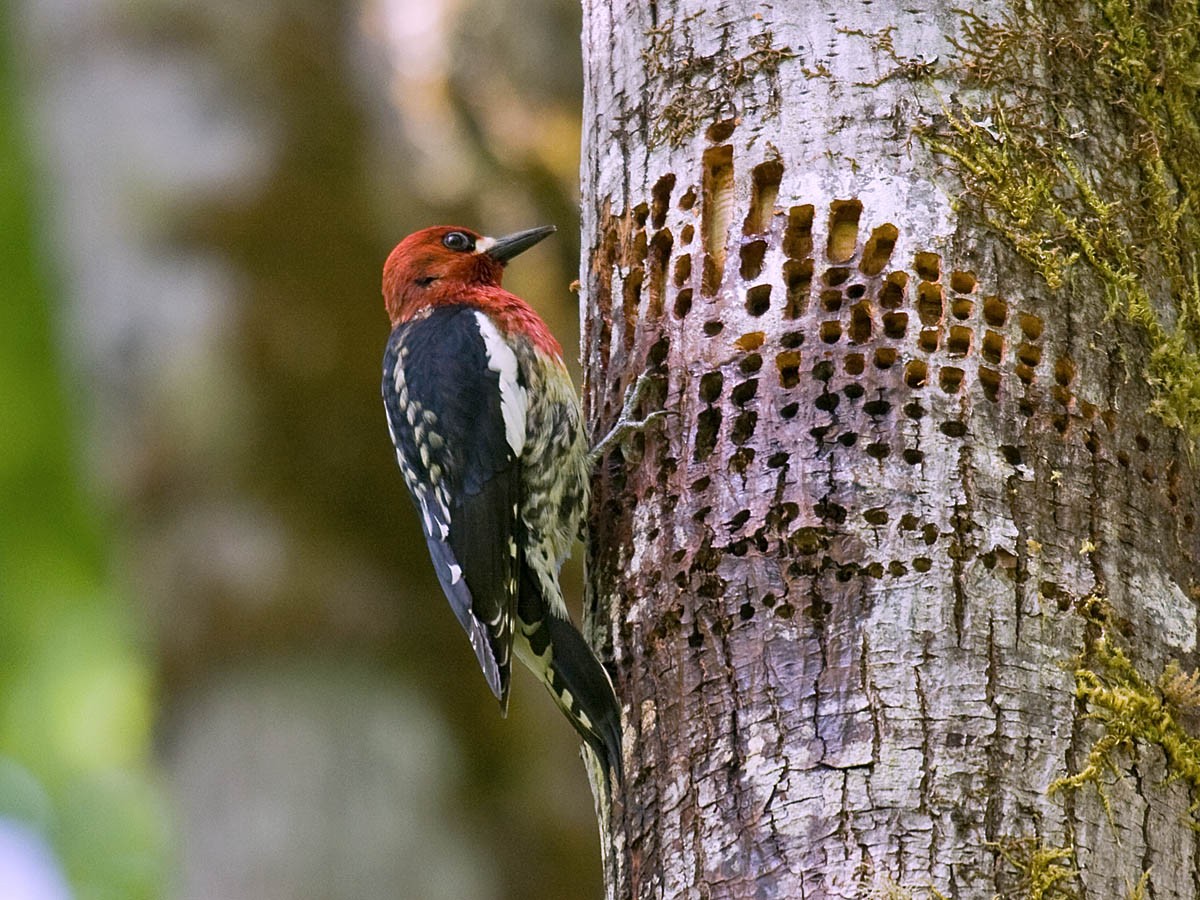 Red-breasted Sapsucker (ruber) - Greg Gillson