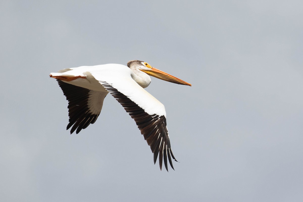 American White Pelican - ML356135221