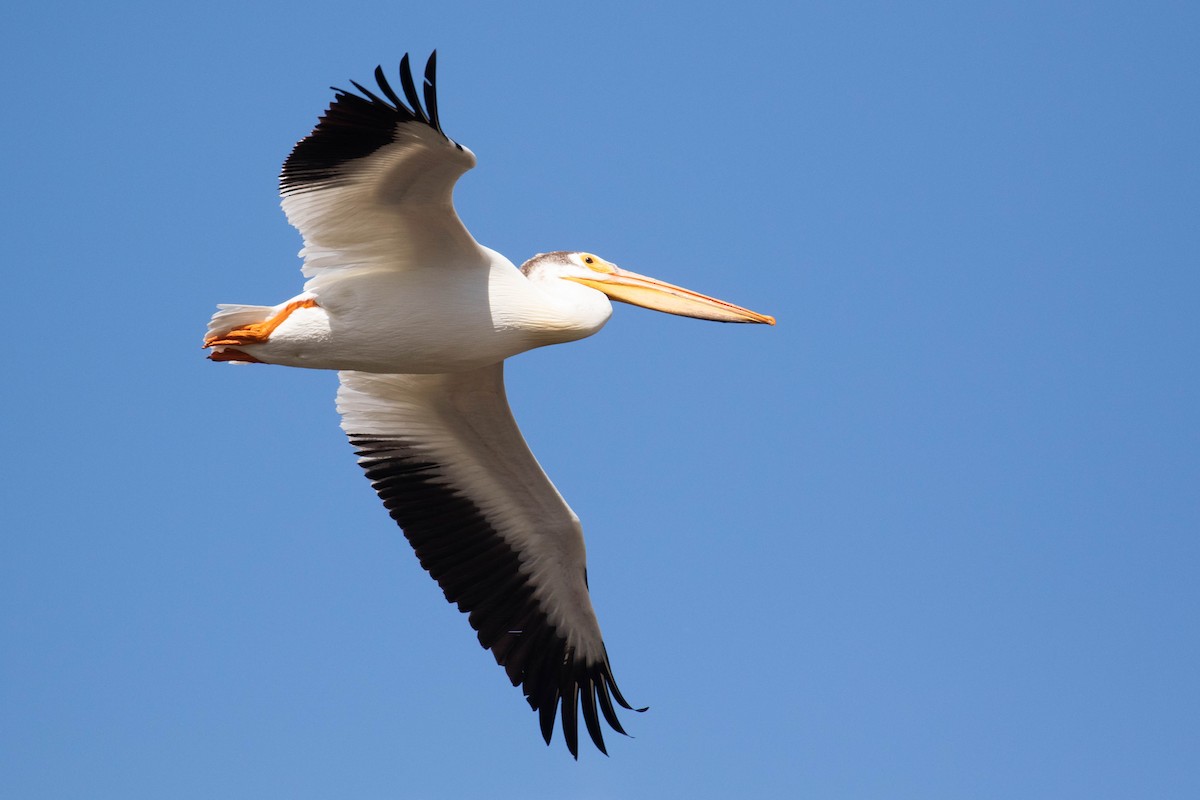 American White Pelican - ML356135231