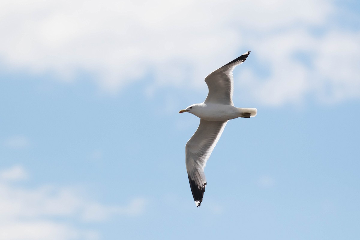California Gull - ML356135291