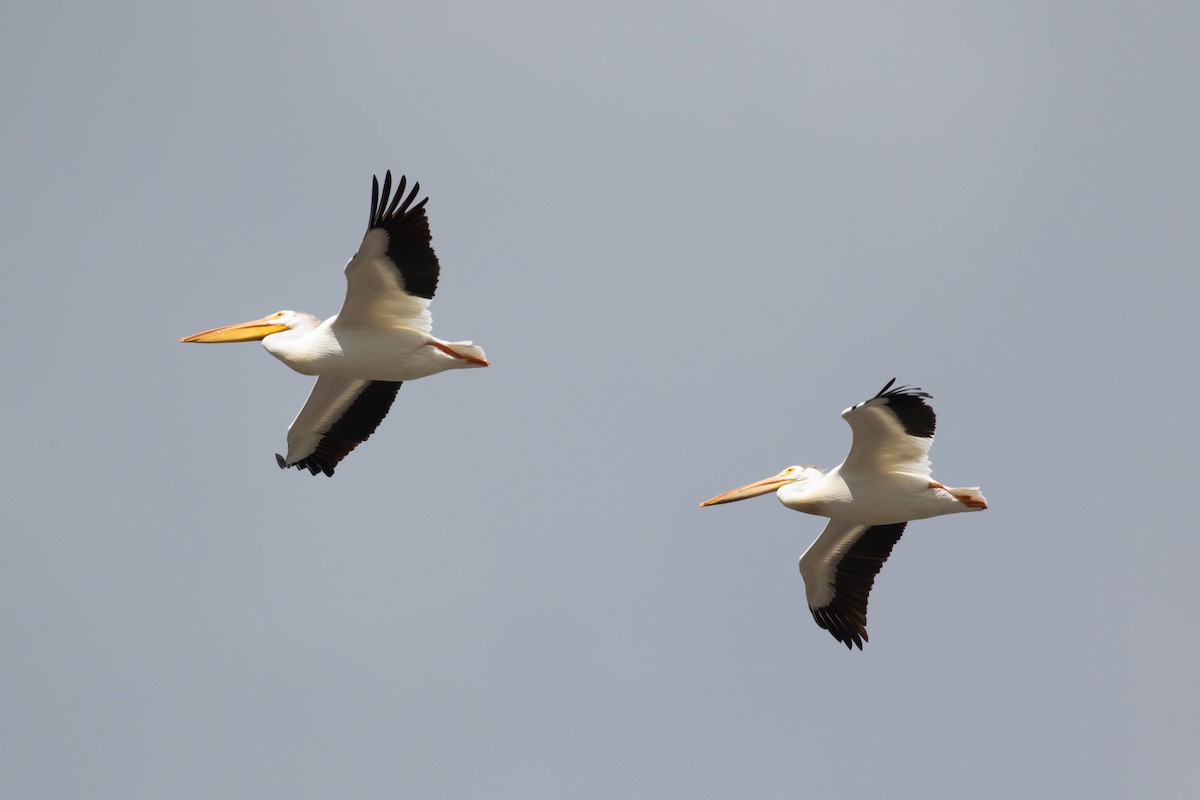 American White Pelican - ML356135341