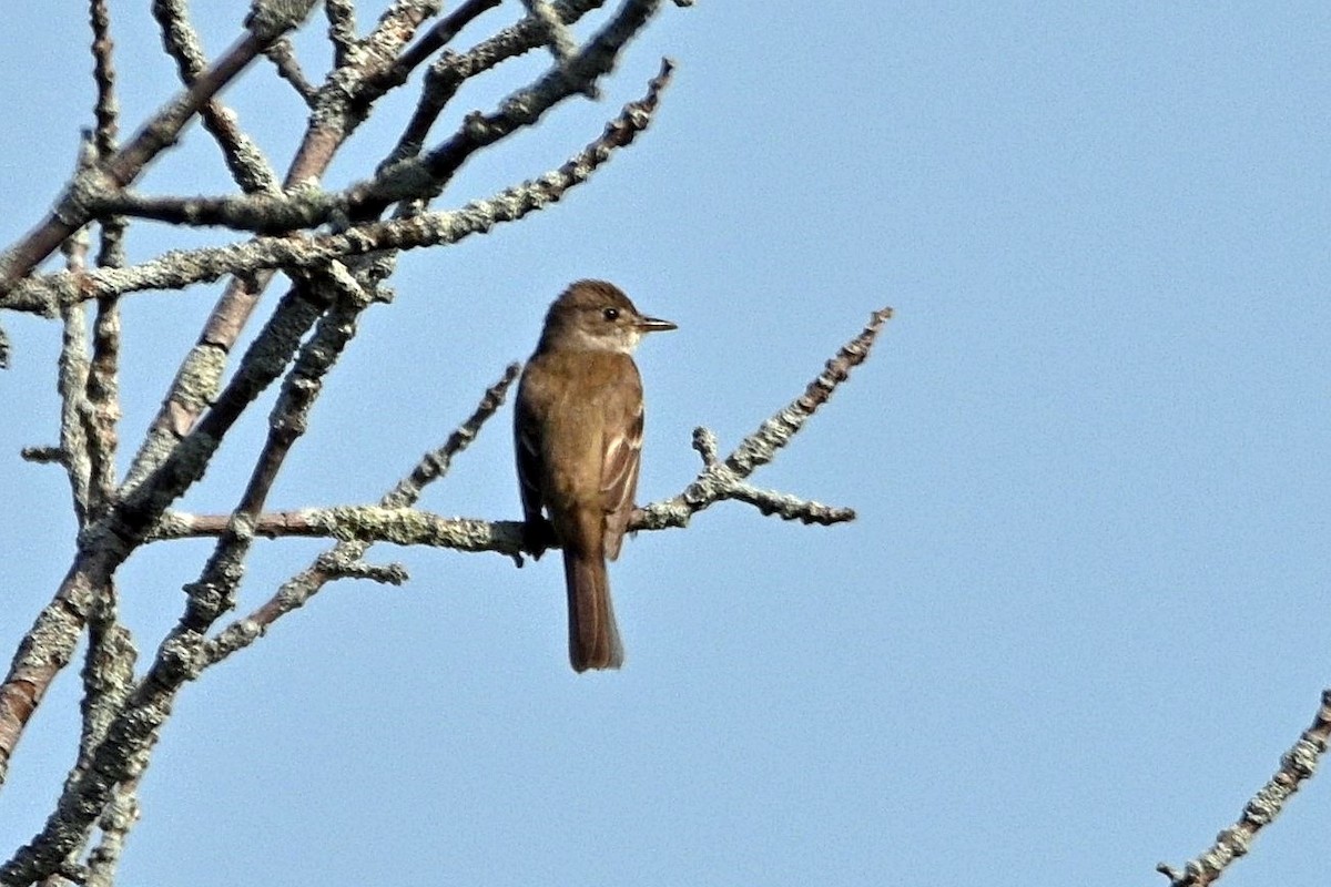 Willow Flycatcher - Steven Mix