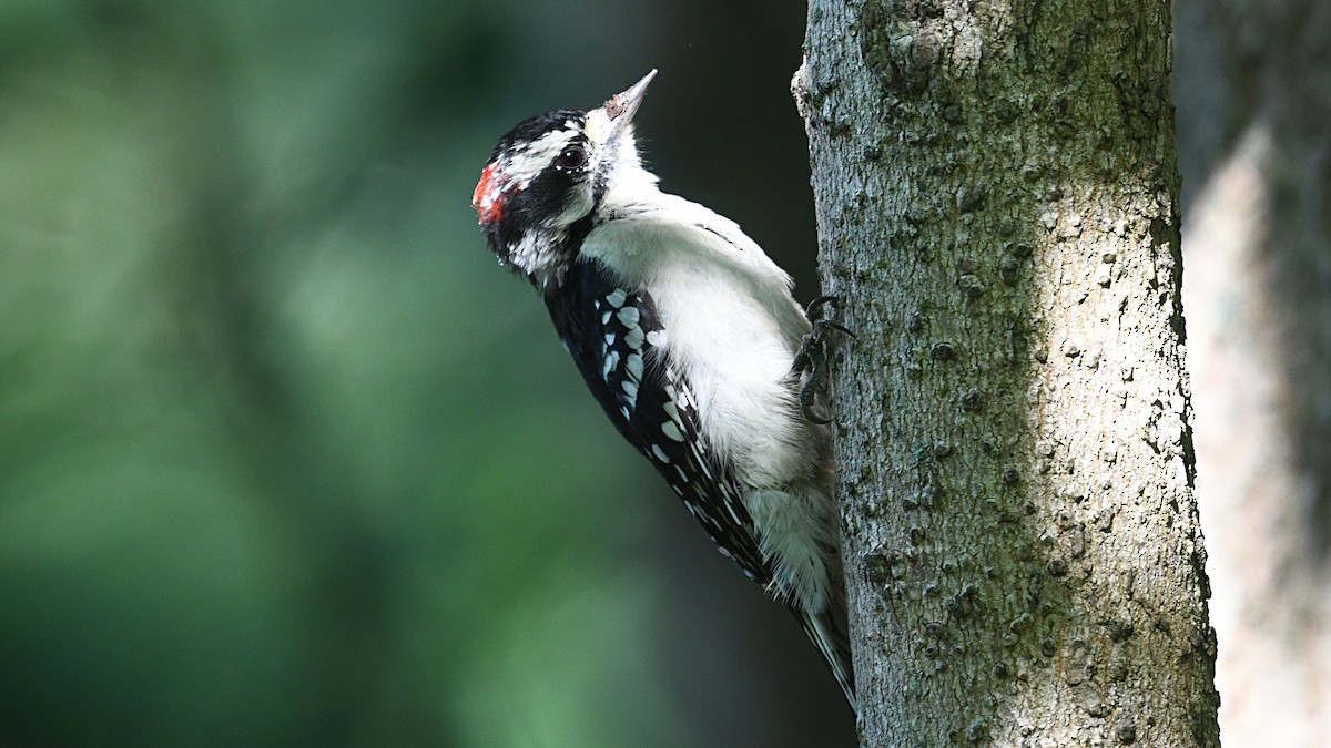 Downy Woodpecker (Eastern) - Carl Winstead