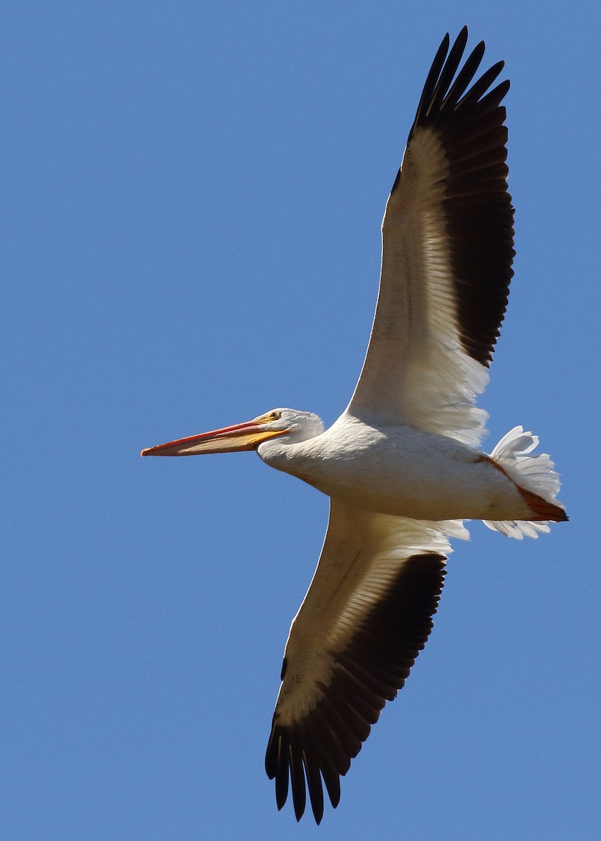 American White Pelican - Kent Leland