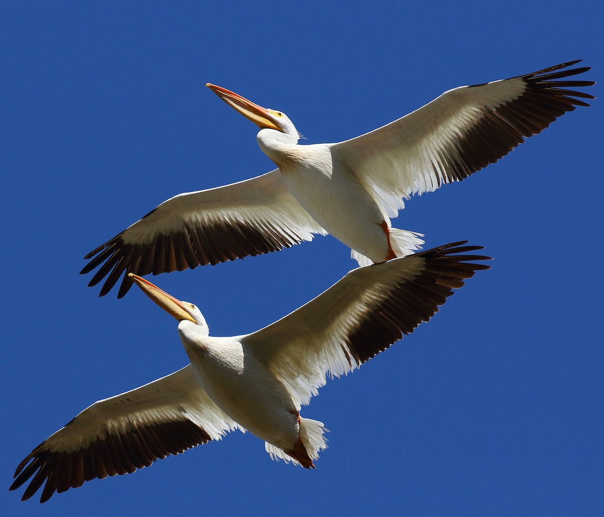 American White Pelican - ML356137931