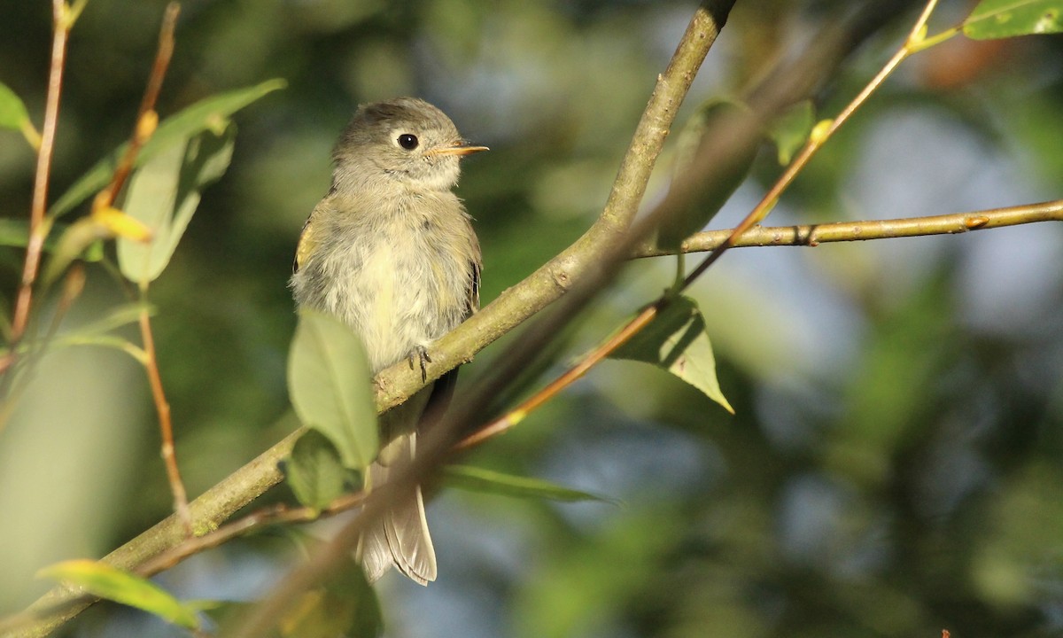 Western Flycatcher (Pacific-slope) - ML356138071