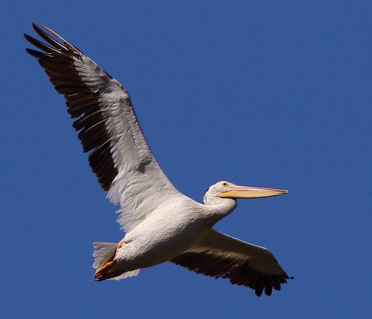 American White Pelican - ML356138231